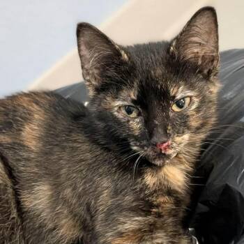 Coral -  Domestic Short Hair Cat for Adoption in Chanute, Kansas - Coral | PetCurious