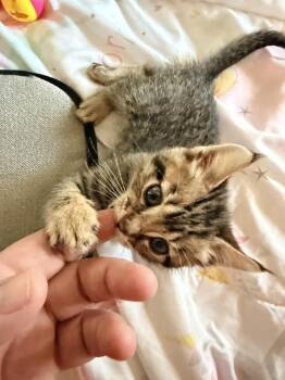 Ron Weasley -  Domestic Short Hair Cat Available for Adoption in Los Angeles, California - Ron Weasley | PetCurious