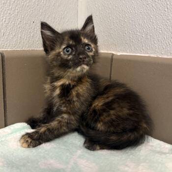 Tortoiseshell Cats Available for Adoption in Lathrop, California - London | PetCurious