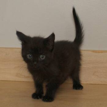 Chunk C70091 -  Domestic Medium Hair Cat for Adoption in Minnetonka, Minnesota - Chunk C70091 | PetCurious