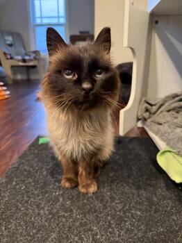 Domestic Short Hair Cats Available for Adoption in Lansing, Michigan - Lilac (26-060 C) | PetCurious