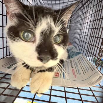 Rescue Domestic Short Hair Cats for Adoption in Philadelphia, Pennsylvania - Brynn | PetCurious