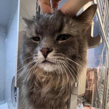 Indy -  Domestic Long Hair Cat for Adoption in Pittsburgh, Pennsylvania - Indy | PetCurious