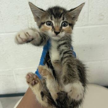 Maggie -  Domestic Short Hair Cat for Adoption in Edinburg, Texas - Maggie | PetCurious