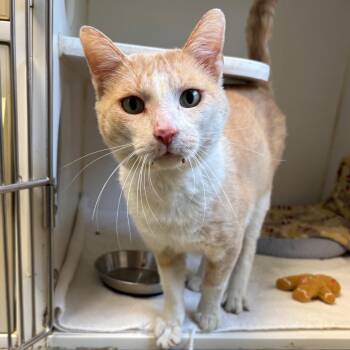 Domestic Short Hair Cats Available for Adoption in Naperville, Illinois - Xander | PetCurious