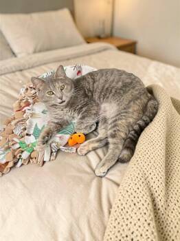 Domestic Short Hair Cats Available for Adoption in Champaign, Illinois - Moonbeam | PetCurious