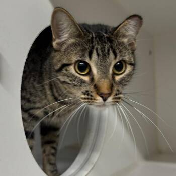 Nerdz Gummy Cluster -  Domestic Short Hair Cat for Adoption in Dearborn, Michigan - Nerdz Gummy Cluster | PetCurious