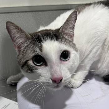 Mellow -  Domestic Short Hair Cat for Adoption in Tampa, Florida - Mellow | PetCurious