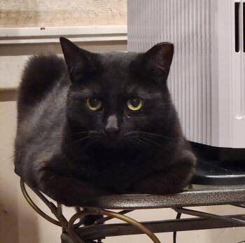 Domestic Short Hair Cats Available for Adoption in Monrovia, California - Cipher | PetCurious