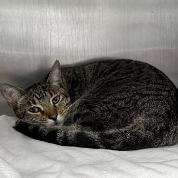 Tiger -  Domestic Short Hair Cat for Adoption in Oakland, California - Tiger | PetCurious