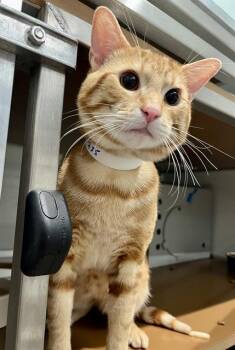 Domestic Short Hair Cats Available for Adoption in San Francisco, California - PETEY | PetCurious