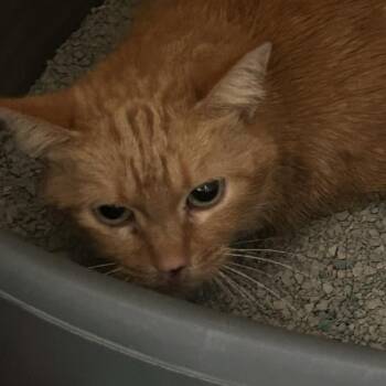 Sunflower -  Domestic Short Hair Cat for Adoption in Brighton, Missouri - Sunflower | PetCurious