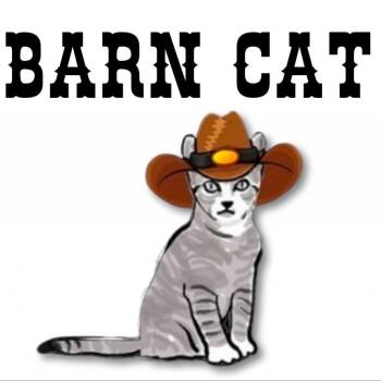 Rescue Domestic Short Hair Cats for Adoption in Hemet, California - Raven | PetCurious