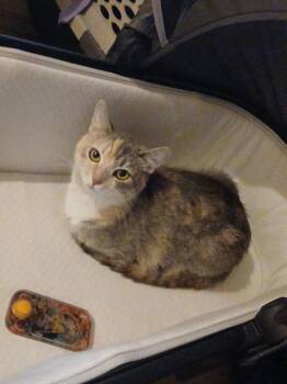 Kitty Witty -  Domestic Short Hair Cat for Adoption in Wheaton, Illinois - Kitty Witty | PetCurious