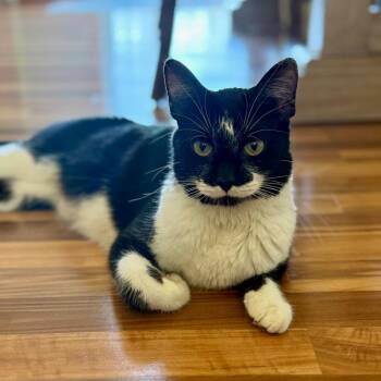 Domestic Short Hair Cats Available for Adoption in Fargo, North Dakota - Talia--In Foster | PetCurious