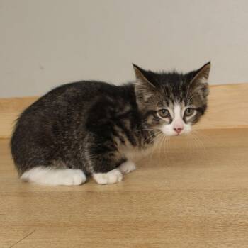 Scarecrow C70067 -  Domestic Short Hair Cat for Adoption in Minnetonka, Minnesota - Scarecrow C70067 | PetCurious