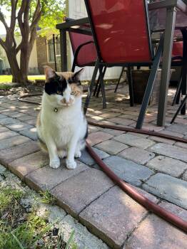 Rescue Calico Cats for Adoption in Charlotte, North Carolina - Snoopy And Scoobie | PetCurious