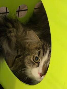 2026-02 Tennessee -  Domestic Long Hair Cat for Adoption in Windsor, Connecticut - 2026-02 Tennessee | PetCurious