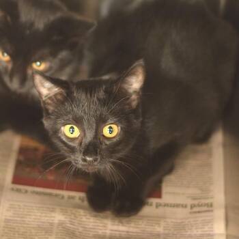 Princess Charming -  Domestic Short Hair Cat for Adoption in Belleville, Illinois - Princess Charming | PetCurious