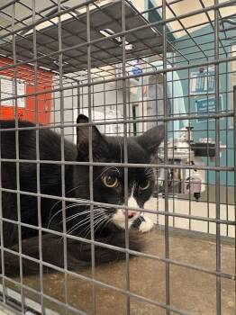 Domestic Short Hair Cats Available for Adoption in Las Vegas, Nevada - LIONEL | PetCurious