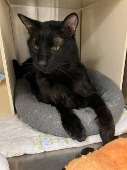 Domestic Short Hair Cats Available for Adoption in Lunenburg, Massachusetts - Pip Squeak | PetCurious