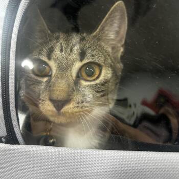 Penelope -  Domestic Short Hair Cat for Adoption in Newark, New Jersey - Penelope | PetCurious