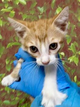 Domestic Short Hair Cats Available for Adoption in San Antonio, Texas - Twig | PetCurious