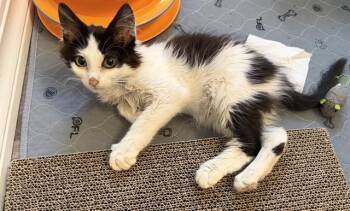 MONTANA -  Domestic Long Hair Cat for Adoption in Colorado Springs, Colorado - MONTANA | PetCurious