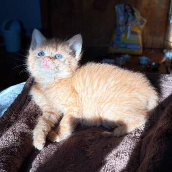 Hiro -  Domestic Short Hair Cat for Adoption in Bristol, Indiana - Hiro | PetCurious