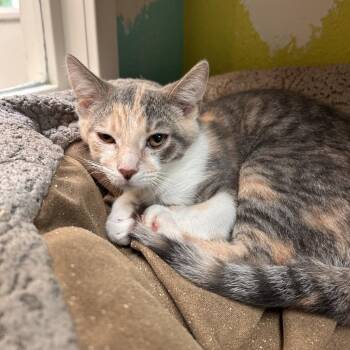 Fireball -  Domestic Short Hair Cat for Adoption in Fresno, California - Fireball | PetCurious