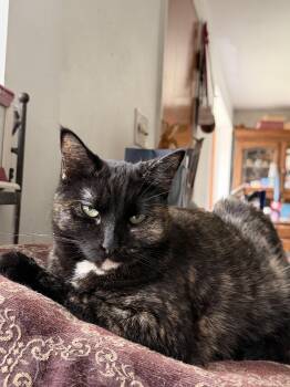 Surya -  Domestic Short Hair Cat for Adoption in Buffalo, New York - Surya | PetCurious