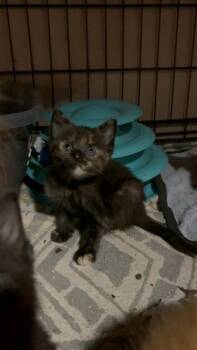 Reagan Ro. (Cream Lt Front Paw) -  Domestic Short Hair Cat for Adoption in West Peoria, Illinois - Reagan Ro. (Cream Lt Front Paw) | PetCurious