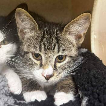 Rescue Domestic Short Hair Cats for Adoption in Bastrop, Texas - Stanley 25-11-045 | PetCurious