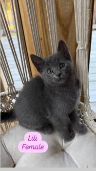 Rescue Domestic Short Hair Cats for Adoption in Chapel Hill, North Carolina - Lili | PetCurious
