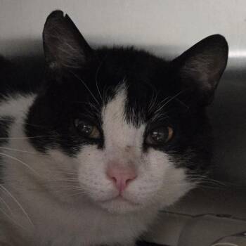 Big Boy -  Domestic Short Hair Cat for Adoption in Kennebunk, Maine - Big Boy | PetCurious