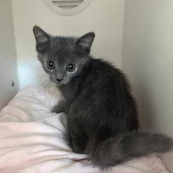 Warg -  Domestic Short Hair Cat for Adoption in Phoenix, Arizona - Warg | PetCurious