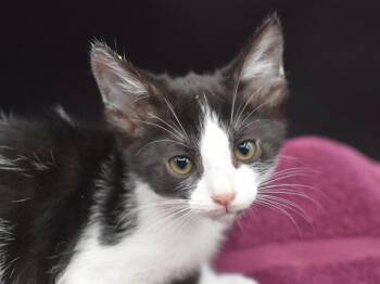Moor -  Domestic Short Hair Cat for Adoption in Portland, Oregon - Moor | PetCurious