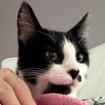 Magnolia -  Domestic Short Hair and Tabby Cat for Adoption in Rochester Hills, Michigan - Magnolia | PetCurious