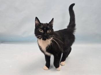 Lord Tubbington -  Domestic Short Hair Cat for Adoption in Minneapolis, Minnesota - Lord Tubbington | PetCurious