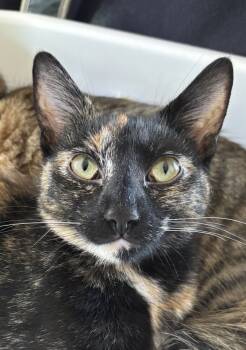 Rescue Domestic Short Hair Cats for Adoption in Salinas, California - Olivia | PetCurious