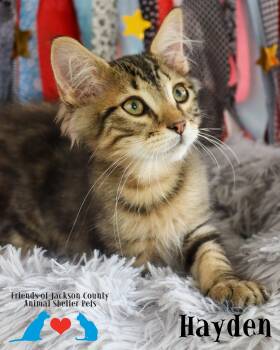 Hayden -  Domestic Medium Hair Cat for Adoption in Ocean Springs, Mississippi - Hayden | PetCurious