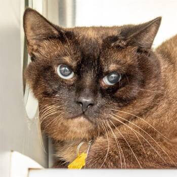 LEO -  Siamese Cat for Adoption in St. Louis, Missouri - LEO | PetCurious