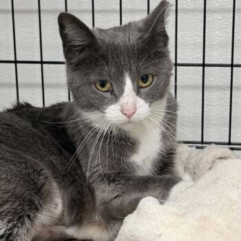 Helena -  Domestic Short Hair Cat for Adoption in Wichita, Kansas - Helena | PetCurious