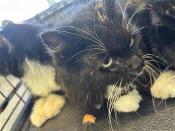 A796089 -  Domestic Short Hair Cat for Adoption in San Antonio, Texas - A796089 | PetCurious