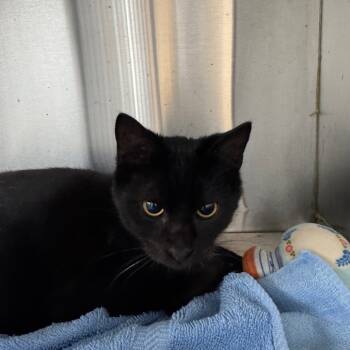 Rescue Domestic Short Hair Cats for Adoption in Ridgely, Maryland - JETSON | PetCurious