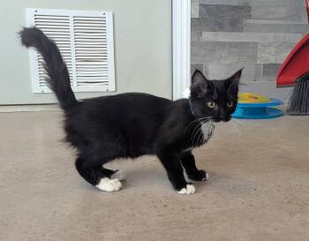 Belle -  Domestic Medium Hair Cat for Adoption in Buena Vista, Colorado - Belle | PetCurious