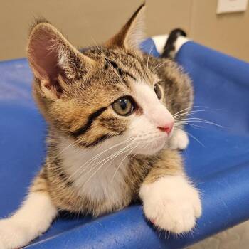 Domestic Short Hair Cats Available for Adoption in Sonoma, California - Sparks | PetCurious