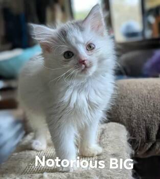 Rescue Domestic Short Hair Cats for Adoption in Gorham, Maine - Notorious B.I.G | PetCurious