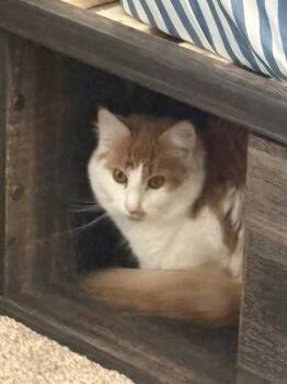 Domestic Medium Hair Cats Available for Adoption in Holbrook, New York - DINAH | PetCurious