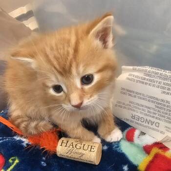 Baked Potato -  Domestic Short Hair Cat for Adoption in Lynchburg, Virginia - Baked Potato | PetCurious
